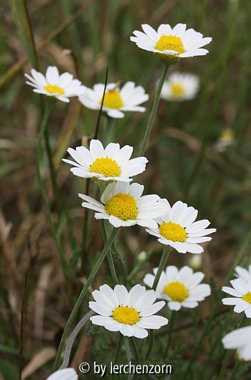 Russische Hundskamille (Anthemis ruthenica), Blütenkörbe