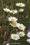 Russische Hundskamille (Anthemis ruthenica), Blütenkörbe