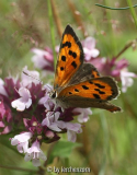 Kleiner Feuerfalter (Lycaena phlaeas) auf Dost (Origanum vulgare)