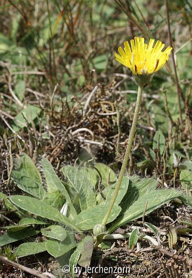 Kleines Habichtskraut (Hieracium pilosella)