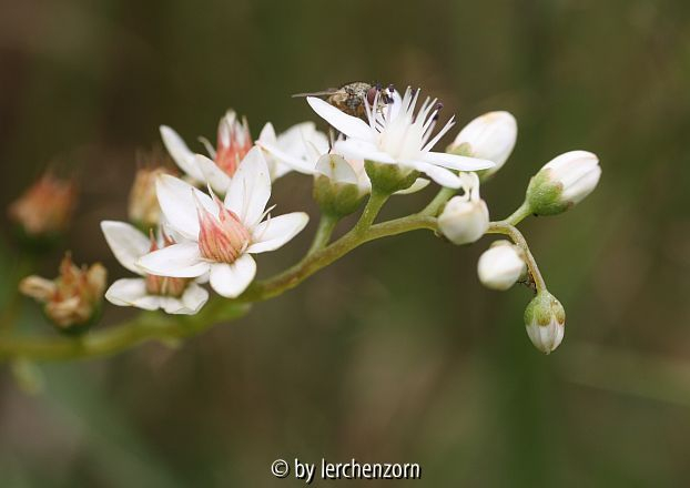 Weißer Mauerpfeffer (Sedum album)