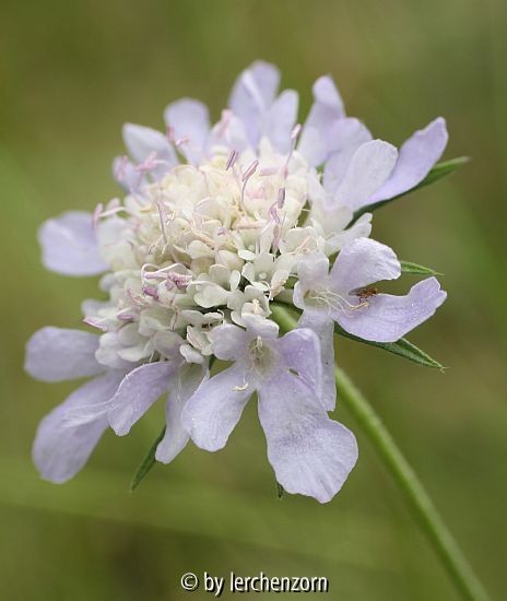 Tauben-Skabiose (Scabiosa columbaria)