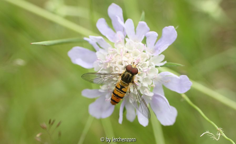 Schwebfliege an Taubenskabiose