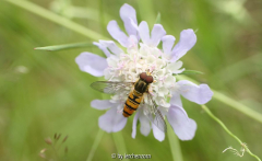 Schwebfliege an Taubenskabiose