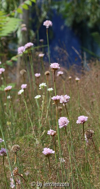 Grasnelken im Rotstraußgras (Armeria maritima subsp. elongata)