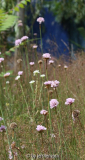 Grasnelken im Rotstraußgras (Armeria maritima subsp. elongata)