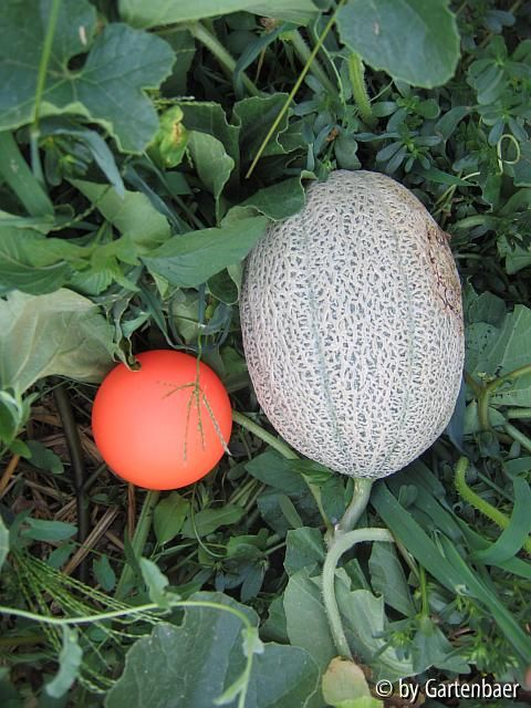 Netzmelone