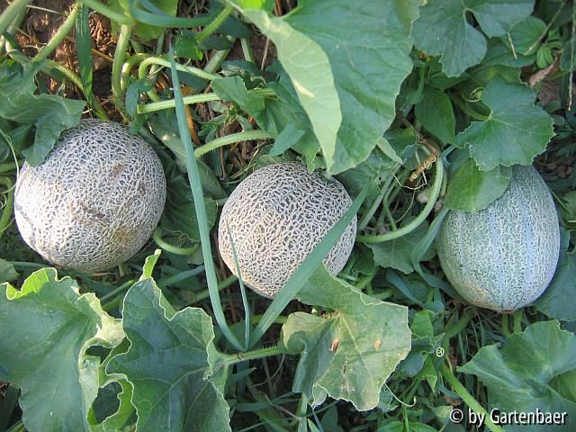 Netzmelonen