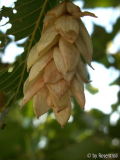 unbekannter Baum
