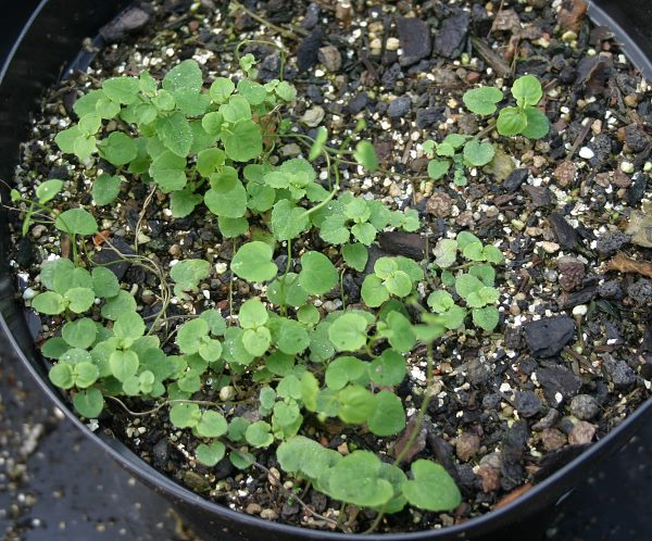 Codonopsis grey-wilsonii