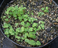 Codonopsis grey-wilsonii