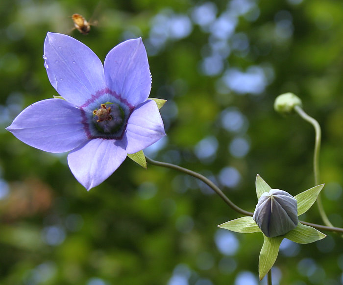 Codonopsis grey-wilsonii