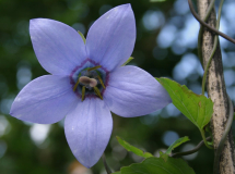 Codonopsis grey-wilsonii