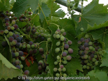 Muscat Bleu