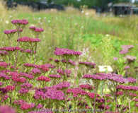 Achillea Sammetriese Übersicht