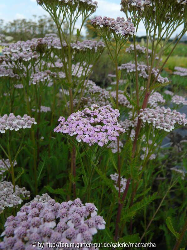 Achillea Lilac beauty Übersicht