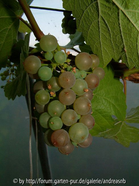 Sieger - Mitte Juli 2009