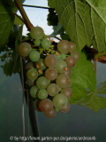 Sieger - Mitte Juli 2009