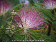 Albizia julibrissin 1