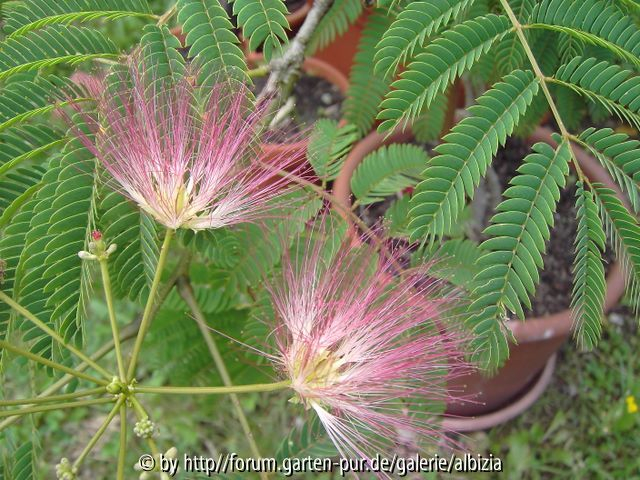 Albizia julibrissin 2