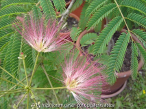 Albizia julibrissin 2