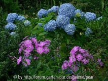 W Blaue Hortensien und Lila Phlox