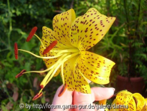 Lilium Citronella