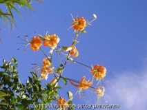 Lilium henryi
