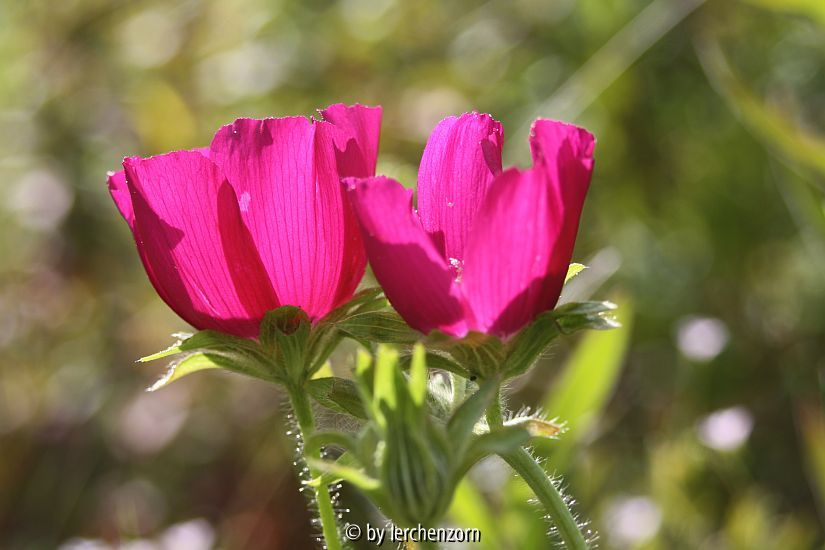 Mohnmalve (Callirhoe involucrata)