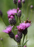 Färberscharte (Serratula tinctoria)