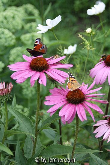 Purpur-Sonnenhut (Echinacea purpurea)