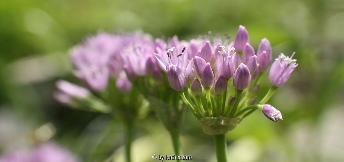 Kantiger Lauch (Allium angulosum)