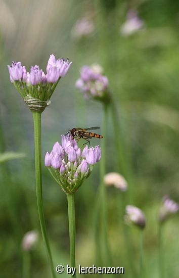 Kantiger Lauch (Allium angulosum)