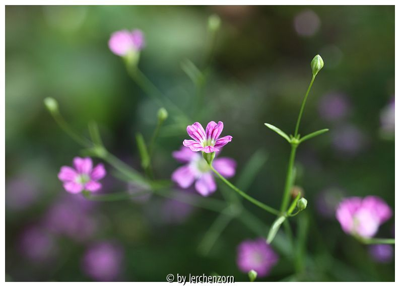 Acker-Gipskraut (Gypsophila muralis), buschig wachsende Kulturform