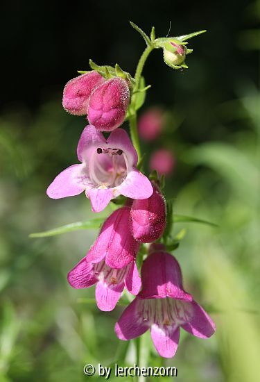 Bartfaden (Penstemon x mexicale), 