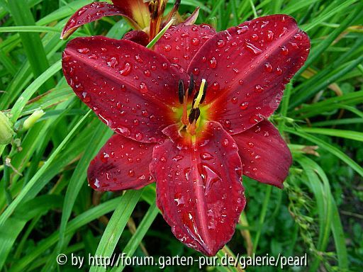 Agnes Elpers 2000 Tamberg