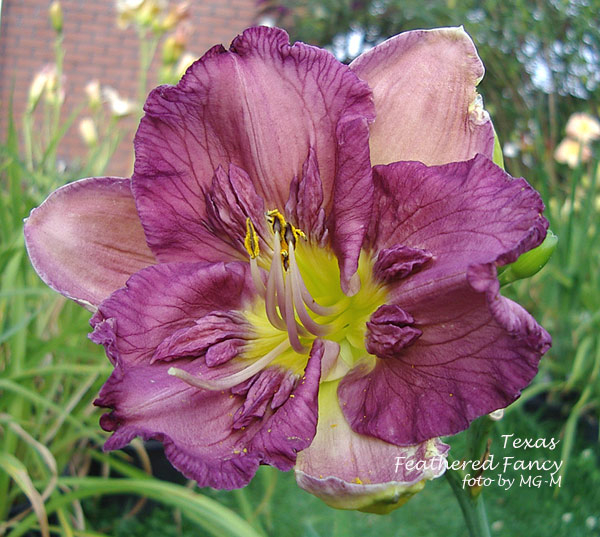 Texas Feathered Fancy