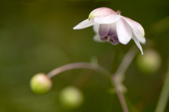 Anemonopsis macrophylla