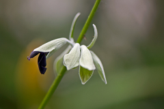 Salvia discolor