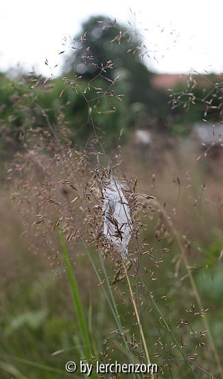 Ammen-Dornfinger (Cheiracanthium punctorium)