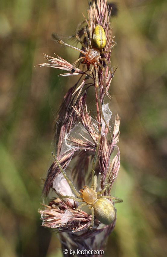 Ammen-Dornfinger (Cheiracanthium punctorium)