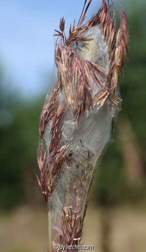 Ammen-Dornfinger (Cheiracanthium punctorium)