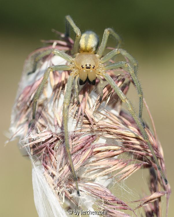 Ammen-Dornfinger (Cheiracanthium punctorium)