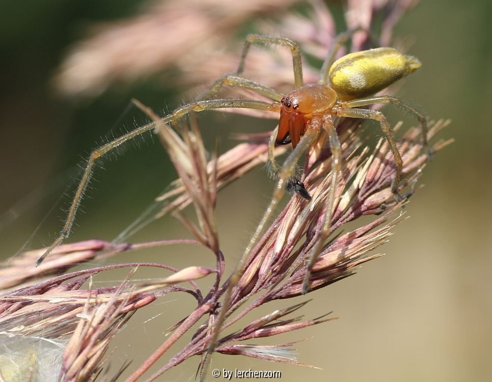 Ammen-Dornfinger (Cheiracanthium punctorium)