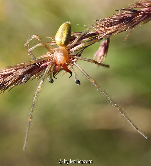 Ammen-Dornfinger (Cheiracanthium punctorium)