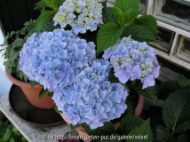 Hortensie unbek.1