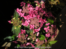 Hortensie unbek.2