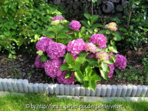 Hortensie unbek.
