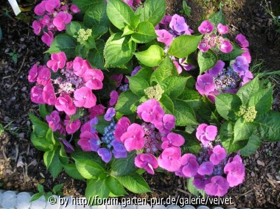 Hortensie unbek.4/Lila-pink