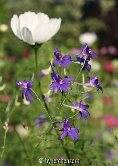Rispenblütiger Feld-Rittersporn (Consolida regalis subsp. paniculata)
